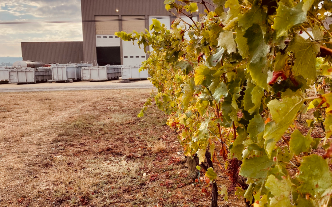 Fin des vendanges !