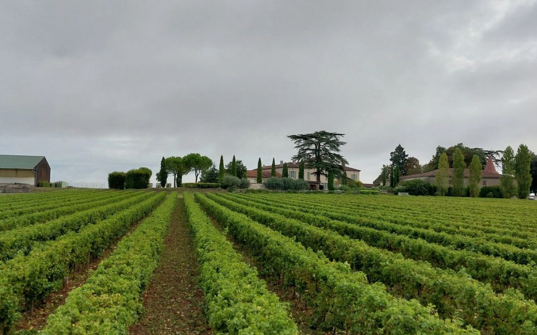 A la source du vin : Episode 2 – Début des Vendanges chez Sudvin Gascogne ! 